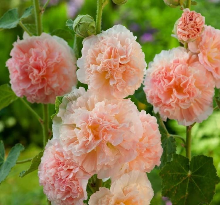 Gülhatmi katmerli büyük çiçekli turuncu tohum - 1