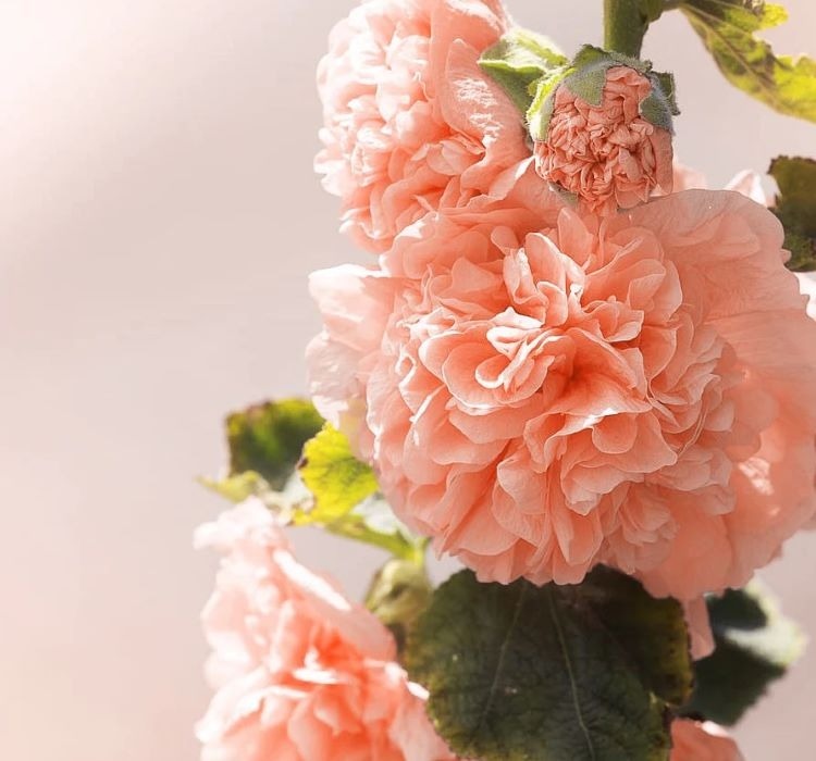 Gülhatmi katmerli büyük çiçekli turuncu tohum - 2