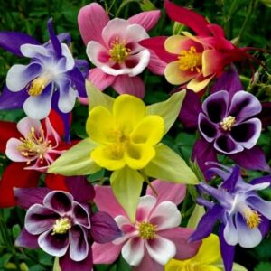 HASEKİ KÜPESİ ( ÇOKLU TOHUM ) - 150 Tohum - KARIŞIK Renk