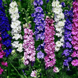 HAZERAN ( ÇOKLU TOHUM ) - 200 Tohum - KARIŞIK Renk