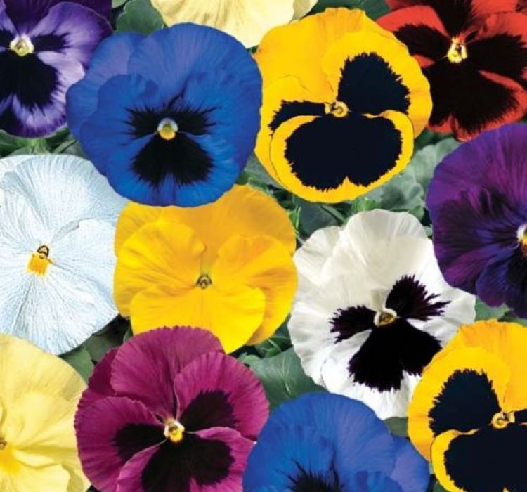 Hercai Menekşe Tohumu Katlı – Tohum ekimi, Bakımı ve Faydaları