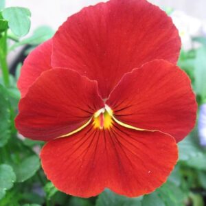 Hercai Menekşe Tohumu Katlı - Kırmızı Renkli ( 10 Tohum )