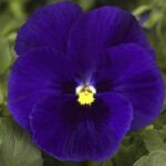 Hercai Menekşe Tohumu Katlı - Mavi Renkli ( 10 Tohum )