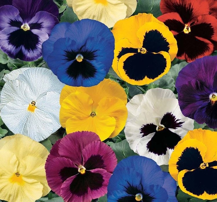 Hercai Menekşe Tohumu ( İri Çiçek, Çift Renk ) Karışık Renkli – Yetiştirme, Bakım ve Sulama İpuçları Hercai menekşe tohumları nasıl ekilir