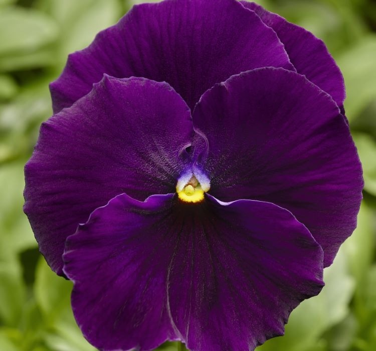 Hercai Menekşe Tohumu Katlı, Mor Renkli – Yetiştirme, Bakım ve Sulama İpuçları Hercai menekşe tohumu bakımı