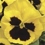 Hercai Menekşe Tohumu Katlı - Sarı Siyah Renkli ( 10 Tohum )