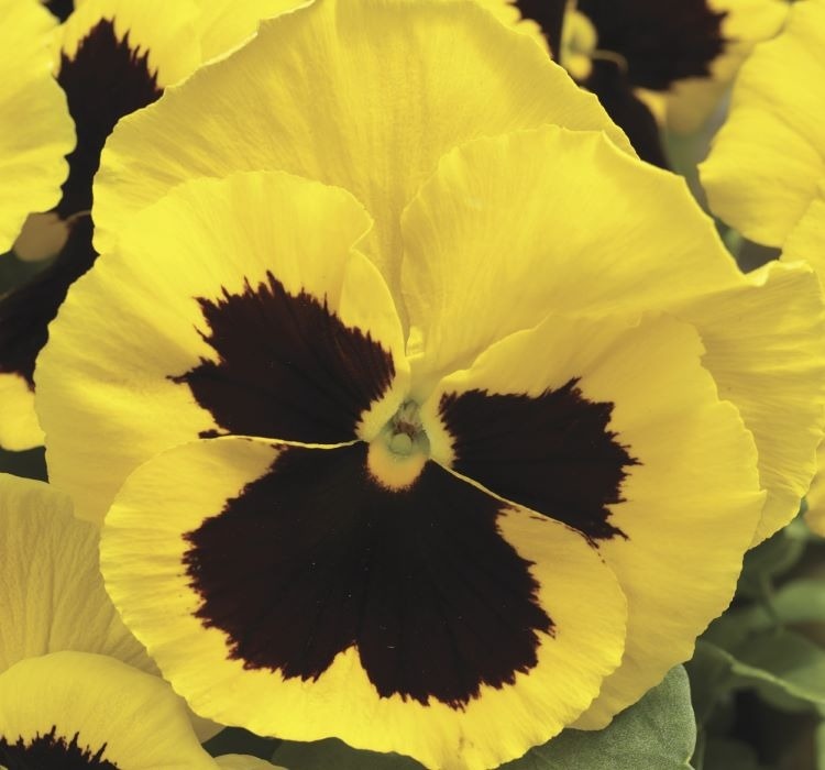 Hercai Menekşe Tohumu Katlı – Özellikleri, Bakımı ve Yetiştiriciliği Hercai menekşe tohumu bakımı