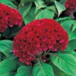 Horoz İbiği Balta Tohumu Japon - Kırmızı Renkli ( 20 Tohum )