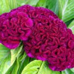 Horoz İbiği Balta Tohumu Japon - Mor Renkli ( 20 Tohum )