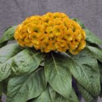 Horoz İbiği Balta Tohumu Japon - Sarı Renkli ( 20 Tohum )