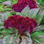 Horoz İbiği Tohumu ( Balta Geniş Çiçek ) - Mor Renkli - 40 Tohum