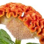 Horoz İbiği Tohumu ( Balta Geniş Çiçek ) - Turuncu Renkli - 40 Tohum