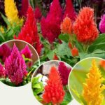 HOROZ İBİĞİ PÜSKÜL ( ÇOKLU TOHUM ) - 200 Tohum - KARIŞIK Renk