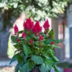 Horoz İbiği Püskül Seri Burgundy Renk - Saksılık 10 Tohum