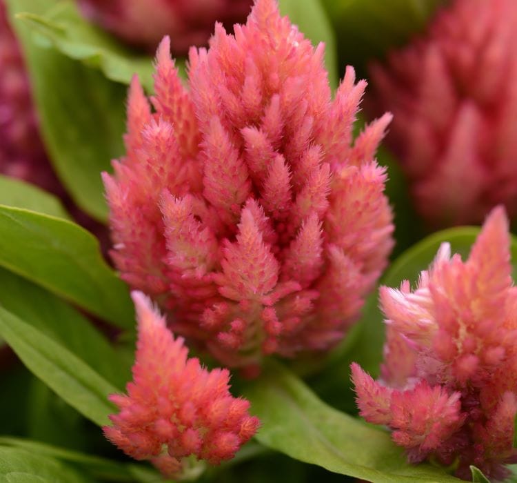 Horoz İbiği Tohumu ( Tüy Uzun Boylu ) – Özellikleri, Bakımı ve Yetiştiriciliği Horoz İbiği Tohumu