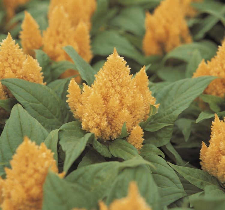 Horoz İbiği Tohumu ( Tüy Uzun Boylu ) – Özellikleri, Bakımı ve Yetiştiriciliği