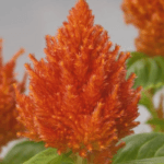 Horoz İbiği Tohumu ( Tüy Uzun Boylu ) - Turuncu Renkli - 40 Tohum