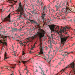 Hostes çiçeği tohumu ile bahçe süsleme