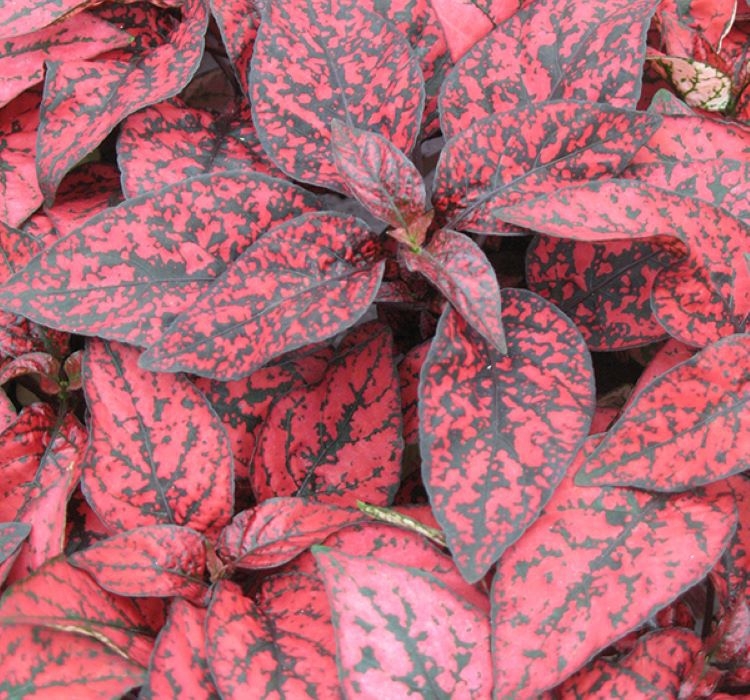 Hostes Çiçeği Tohumu ( Çilli, Geniş Yaprak ) Kırmızı Renkli – Nasıl Yetiştirilir? Bakım ve Özellikleri Hostes çiçeği tohumu ile bahçe süsleme