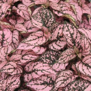 Hostes Çiçeği Tohumu ( Çilli, Geniş Yaprak ) Pembe Renkli - 5 Tohum