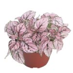 Hostes Çiçeği Tohumu ( Çilli, Geniş Yaprak ) Gül Renkli - 5 Tohum