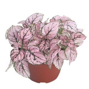 Hostes Çiçeği Tohumu ( Çilli, Geniş Yaprak ) Gül Renkli - 5 Tohum