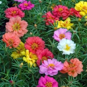 İpek Çiçeği Tohumu ( Katmerli Büyük Çiçekli ) Karışık Renkli - 40 Tohum