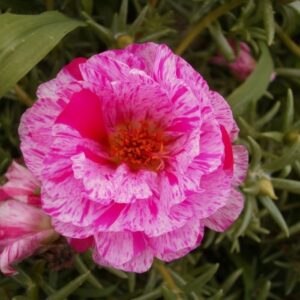 İpek çiçeği tohumları ve bakımı