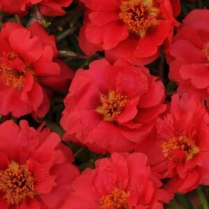 İpek Çiçeği Tohumu ( Katmerli Çok Çiçekli ) Kırmızı Renkli - 40 Tohum