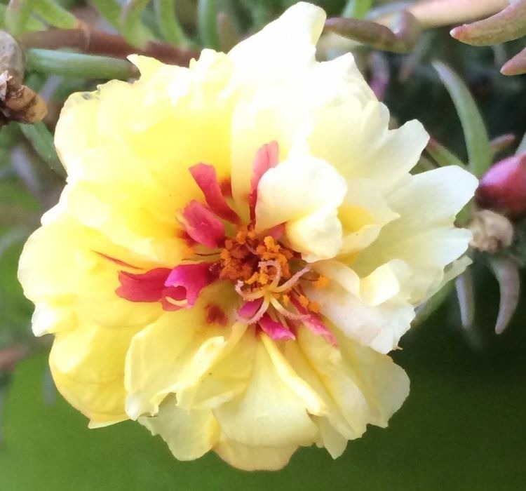 İpek Çiçeği Tohumu Duble Katlı – Tohum ekimi, Bakımı ve Faydaları