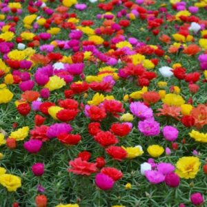 İpek Çiçeği Tohumu