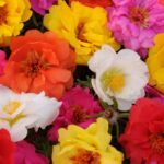 İpek Çiçeği Tohumu Duble Katlı - Tropik Karışık Renkli ( 25 Tohum )