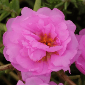 İpek Çiçeği Tohumu ( Katmerli Çok Çiçekli ) Pembe Renkli - 40 Tohum