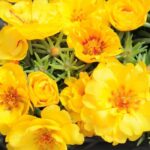 İpek Çiçeği Tohumu Duble Katlı - Koyu Sarı Renkli ( 25 Tohum )