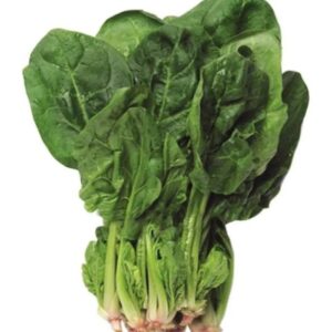 ISPANAK MATADOR ( ÇOKLU TOHUM ) - 10 Gram