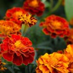 KADİFE UFAK KAFA ( ÇOKLU TOHUM ) - 200 Tohum - KARIŞIK Renk