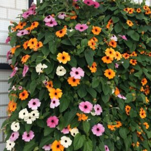 Kara Gözlü Suzan Çiçeği Tohumu - Karışık Renkli ( 5 Tohum )