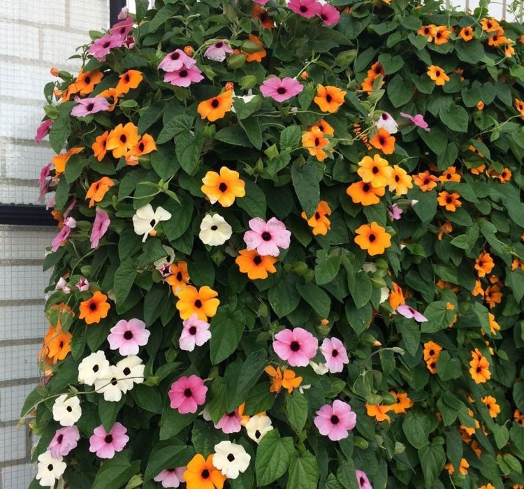 Kara Gözlü Suzan Çiçeği Tohumu – Özellikleri ve Pratik Bakım Rehberi