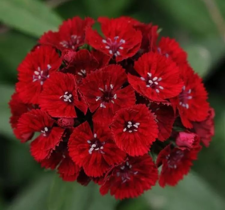 Karanfil Tohumu ( Çok Uzun ve Tek Kat Çiçek ) – Özellikleri, Bakımı ve Yetiştiriciliği