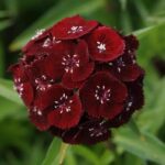 Karanfil Tohumu ( Çok Uzun ve Tek Kat Çiçek )  - Koyu Kırmızı Renkli - 5 Tohum