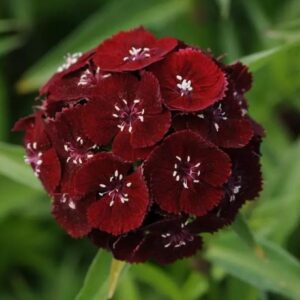 Karanfil Tohumu ( Çok Uzun ve Tek Kat Çiçek )  - Koyu Kırmızı Renkli - 5 Tohum