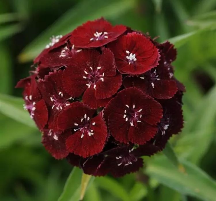 Karanfil Tohumu ( Çok Uzun ve Tek Kat Çiçek ) – Yetiştirme, Bakım ve Sulama İpuçları