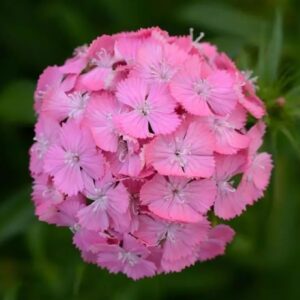 Karanfil Tohumu ( Çok Uzun ve Tek Kat Çiçek )  - Pembe Renkli - 5 Tohum