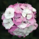 Karanfil Tohumu ( Çok Uzun ve Tek Kat Çiçek )  - Pembe Beyaz Renkli - 5 Tohum