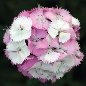 Karanfil Tohumu ( Çok Uzun ve Tek Kat Çiçek )  - Pembe Beyaz Renkli - 5 Tohum