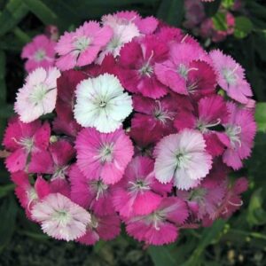 Karanfil Tohumu ( Çok Uzun ve Tek Kat Çiçek )  - Kırmızı Pembe Beyaz Renkli - 5 Tohum