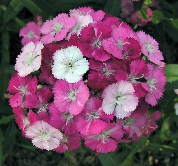 Karanfil tohumu ekimi ve bakımı