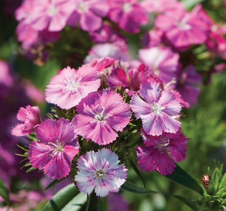 Karanfil tohumu ekimi ve bakımı - 1