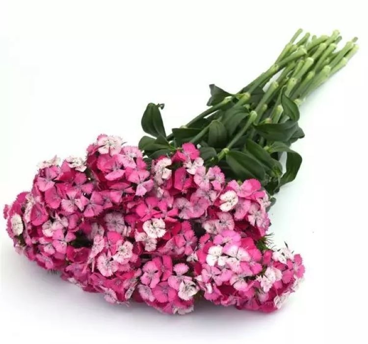 Karanfil tohumu ekimi ve bakımı - 2