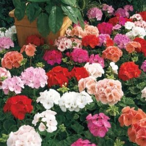 Sardunya Tohumu ( Büyük Top Çiçekli ) Karışık Renkli - 5 Tohum